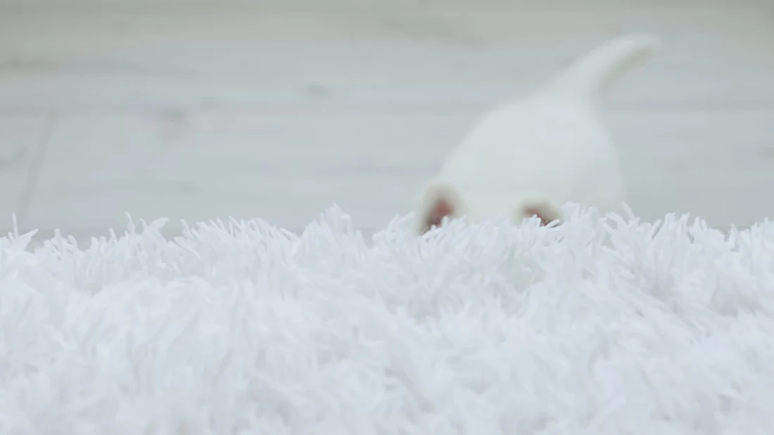 Elevate Your Pet's Lifestyle